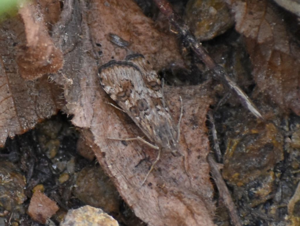 Falena da identificare